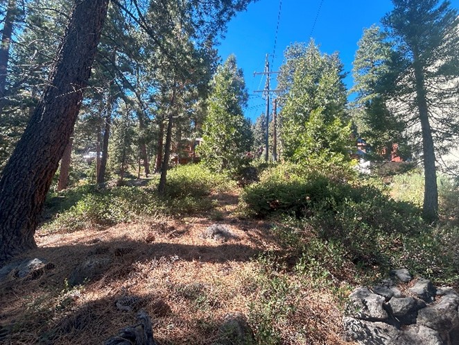 Before Fuels Reduction Urban Lot 9.2024