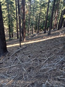 Before Wood Creek Drainage 11.23.2024